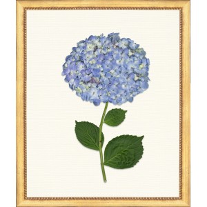 TLC- HYDRANGEA 4  20 X 24